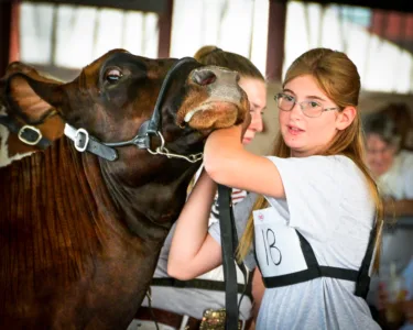 4-H’s youngsters prepare for rededicated dairy show at Lycoming County Fair